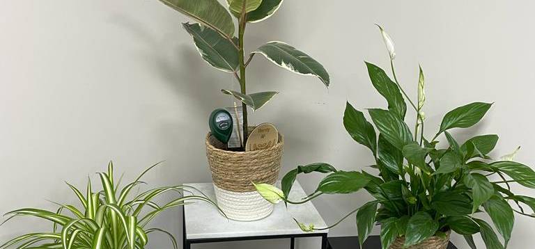 The Benefits of having Plants in our Office